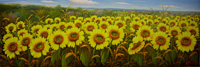 Campo di girasoli
